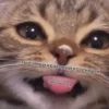 ты самый красивый котёночек люблю тебя