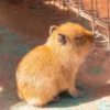 Capybara's world 26