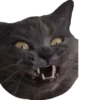 cat_and_gatos 20