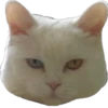 cat_and_gatos 21