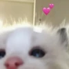 Kitty 4 22