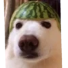 Zxc pig 10