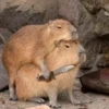 Capybara's world 28