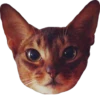 cat_and_gatos 22