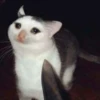 Cat’ cats 29