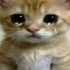 Kitty 4 23