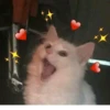 cats🐱 28