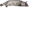 cat_and_gatos 23