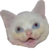 cat_and_gatos 24