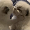 Kitty 4 24