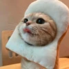 cats🐱 29