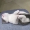 Kitty 4 27