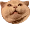 cat_and_gatos 25
