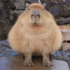 Capybara's world 30