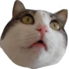 cat_and_gatos 26