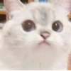 cats🐱 30