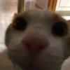 Cats ; @GIFLANDII 6