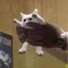Cats ; @GIFLANDII 8