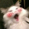 Cats ; @GIFLANDII 9