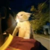 Cats ; @GIFLANDII 10