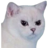 lol 11