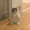 Cats ; @GIFLANDII 11
