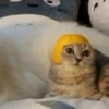 Cats ; @GIFLANDII 12