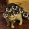 Cats ; @GIFLANDII 13