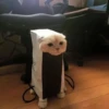 Cats ; @GIFLANDII 15