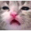 lol 16