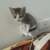 Cats ; @GIFLANDII 16
