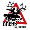 0000 ОЛЕНЬ НА ДОРОГЕ!