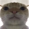 Cats ; @GIFLANDII 18