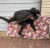 Wilbur Soot my beloved 12