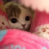 Cats ; @GIFLANDII 19