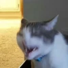 Cats ; @GIFLANDII 20