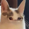 Cats ; @GIFLANDII 22