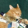 Cats ; @GIFLANDII 23