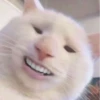 Cats ; @GIFLANDII 24