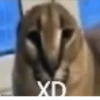 lol 25