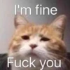 Cats ; @GIFLANDII 26