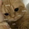 Cats ; @GIFLANDII 27
