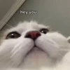 Cats ; @GIFLANDII 28