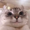 Cats ; @GIFLANDII 29