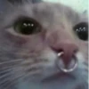 Cats ; @GIFLANDII 30