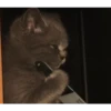 Not So Polite Cats (@heahy) 6