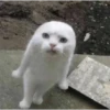 Not So Polite Cats (@heahy) 7