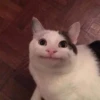 Not So Polite Cats (@heahy) 8