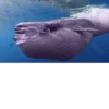 Big Dick Thanos 7