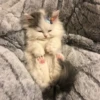 Стики из @Anonymnyi_chat_bot 5